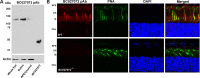 Figure 3.