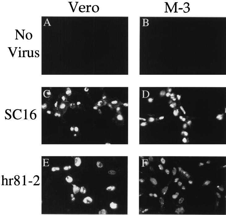 FIG. 7