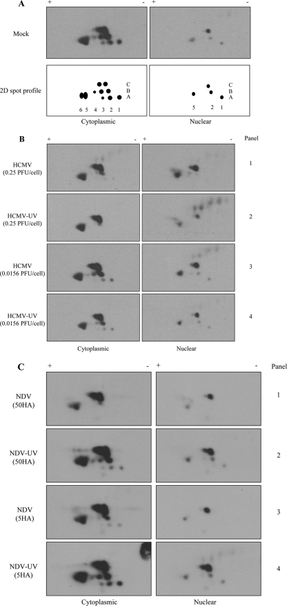 FIG. 4.