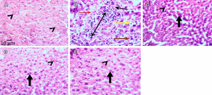 Fig. 8
