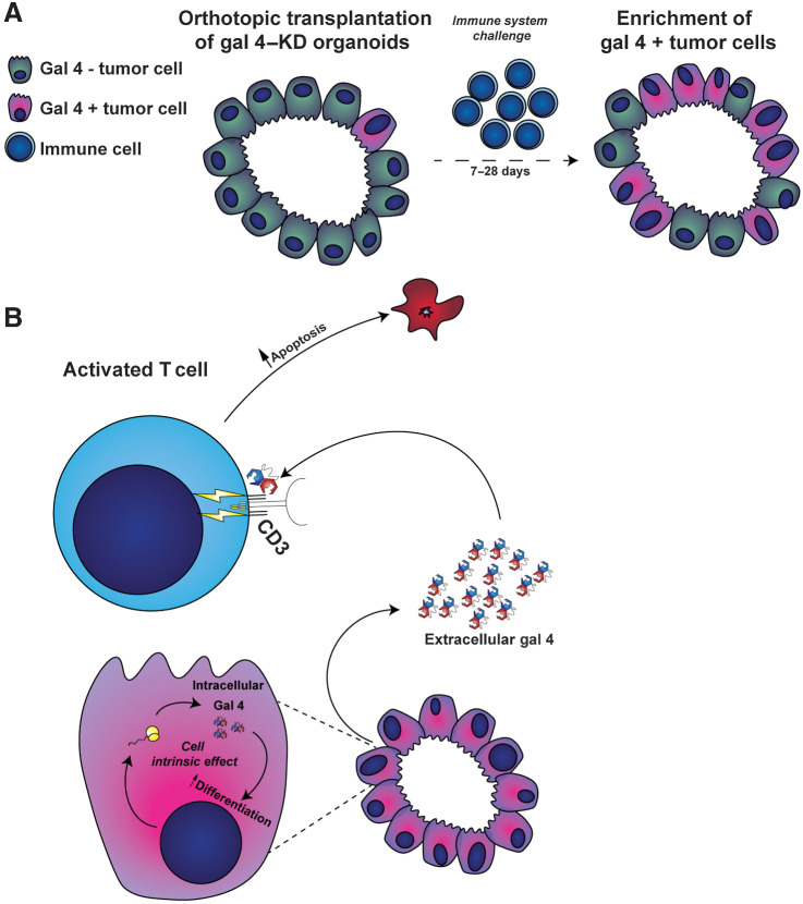 Figure 7. Proposed model of action of galectin 4 in pancreatic cancer. A, Proposed model of gal 4 recurrence in short-term orthotopic transplants of Gal 4–KD organoid lines. Orthotopically transplanted gal 4-expressing cells expand at a greater rate when challenged by immune cells compared with gal 4-negative cells. B, Proposed model of the cell-intrinsic and extracellular effect of gal 4 on PDAC tumor cells and tumor-infiltrating T cells. Cancer cells produce gal 4, which has a cell-intrinsic effect, increasing differentiation of cancer cells. Gal 4 is secreted to the stroma, targets CD3 on the surface of T cells, and induces apoptosis in activated T cells, thereby suppressing antitumor immunity.