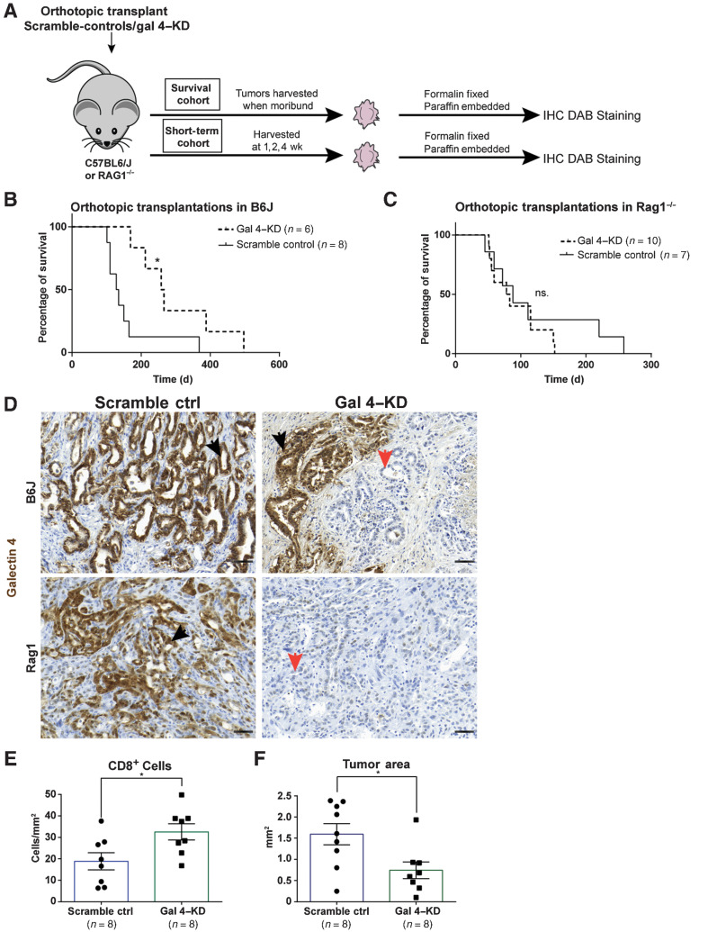 Figure 4. Reduced galectin 4 expression is linked to better survival in an organoid-based PDAC transplantation mouse model. A, Schematic of orthotopic transplantation of Gal-4KD and scramble-control organoid lines into C57BL6/J and RAG1−/− mice. Tumors harvested at time of death (survival cohort), or at 1, 2, and 4 weeks timepoints (short-term cohort), followed by IHC analysis of tumor tissue. B and C, Kaplan–Meier Survival curve of orthotopic transplantations of (B) Gal 4–KD and scramble-control organoid lines into C57BL6/J mice and (C) RAG1−/− mice. Statistical significance (*) calculated by the Mantel–Cox test (P = 0.014; ns., no statistical difference). D, Representative IHC DAB staining of gal 4 in scramble-control and Gal 4–KD tumors in C57BL6/J and RAG1−/− mice. Black arrows denote gal 4-positive and orange arrows denote negative tumors (scale bar, 50 μm). E and F, Scatter plot with bar graphs showing quantification of (E) CD8+ cells/mm2 and (F) tumor area mm2 in scramble-control and Gal 4–KD tumors up to the 2-week timepoint (including 7- and 14-day tumors) of short-term orthotopic transplants. Statistical significance (*) calculated using the Mann–Whitney test (for CD8, P = 0.028, tumor area P = 0.027). Error bars show mean±SEM.