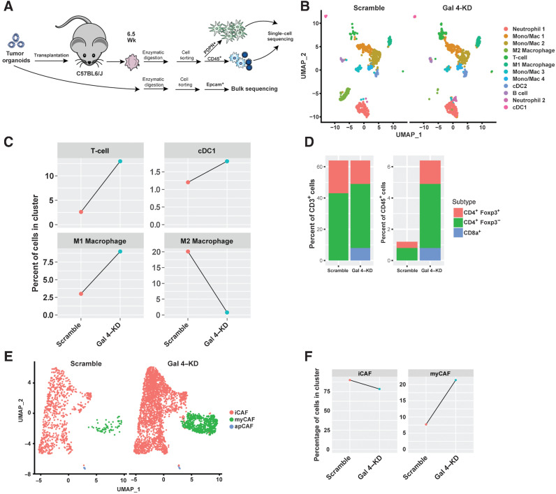 Figure 5. Single-cell RNA-sequencing of scramble-control and Gal 4–KD orthotopic transplants, with a focus on immune cell subpopulations and CAF subtypes. A, Schematic of orthotopic transplantation of Gal 4–KD and scramble-control organoid lines into C57BL6/J mice. 4 tumors were harvested at 6.5 weeks, followed by dissociation, cell sorting of podoplanin+ and CD45+ cells and 2 were selected for 10x single-cell sequencing based on the sample quality. A total of 7,677 cells were analyzed. Epcam+ cells from Gal 4–KD and scramble-control organoid lines bulk-sequenced using Smart-Seq2. B, Umap plot showing all detected immune cell (CD45+) populations from single-cell sequencing of scramble-control and Gal 4–KD tumors in orthotopic transplants. Mac, macrophage; Mono, monocytes; cDC, conventional DC subsets. C, Line graph showing differences in the percentage of cells in clusters of T cells, M1 macrophages, M2 macrophages, and DCs between scramble-control and Gal 4–KD orthotopic transplants. D, Bar graph showing differences in ratio of CD8a+, CD4+Foxp3−, and CD4+FOXP3+ cells in all CD3+ cells or all CD45+ cells. E, Umap plot showing all detected CAF populations from single-cell sequencing of scramble-control and Gal 4–KD tumors in orthotopic transplants. F, Line graph showing differences in the percentage of cells in clusters of iCAFs and myCAFs between scramble-control and Gal 4–KD orthotopic transplants.