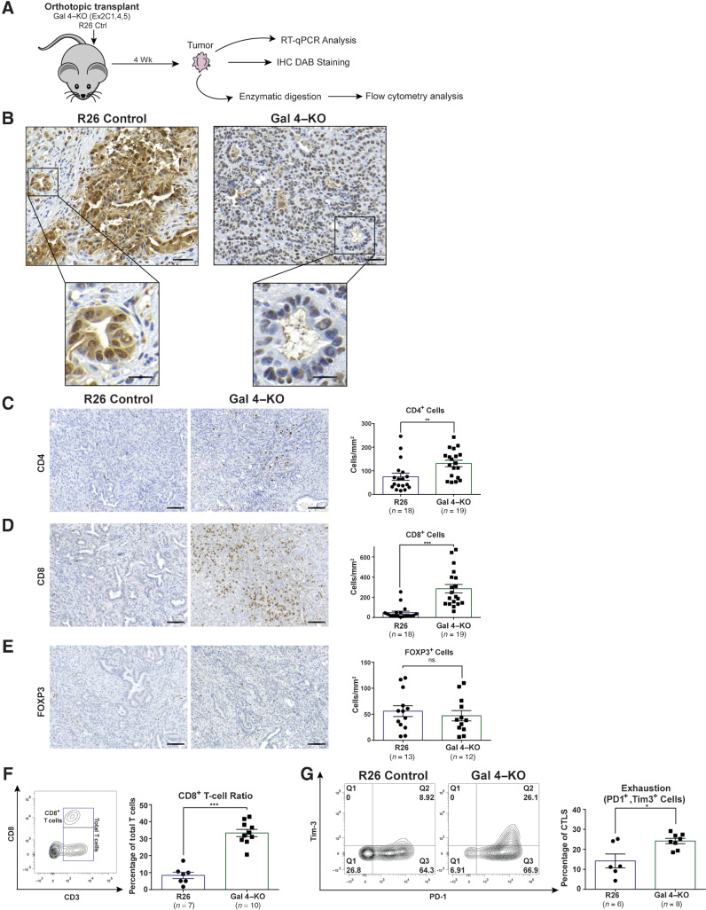 Figure 3. Orthotopic transplantation of galectin 4 knockout cell lines identifies differences in CD4+ and CD8+ cell infiltration and function. A, Schematic of the orthotopic transplantation experiments using Gal 4-KO and R26 control cell lines transplanted into immune competent C57BL6/J mice. B, Representative IHC images of gal 4 in R26 control and Gal 4-KO tumors (top scale bar, 50 μm; bottom, scale bar, 20 μm). A total of 10 tumors were stained, 5 of each condition. C–E, Representative IHC images (left) and quantification (right) of (C) CD4+ cells (P = 0.0032), (D) CD8+ cells (P = <0.0001), and (E) FOXP3+ cells (ns., no significant difference), in orthotopically transplanted tumors with gal 4 (R26 controls) and no gal 4 expression (Gal 4-KO); scale bar, 100 μm. Significance calculated using the Mann–Whitney test. Error bars show mean±SEM. F, Representative contour plots illustrating gating strategies of intratumoral CD8+ T cells (left). Scatter plot with bar graph showing the fraction of CD8+ cells out of the total amount of CD45+ CD3+ cells in R26 control and Gal 4-KO tumors (right; P = 0.0001). Significance calculated using the Mann–Whitney test. Error bars show mean±SEM. G Representative contour plots of intratumoral CD45+, CD3+, CD8+ cells (CD8+ T cells gated as in Fig. 3 F) expressing the exhaustion markers PD-1 (x-axis) and Tim-3 (y-axis) in R26 control and Gal 4-KO tumors (left). Scatter plot with bar graph s (right) showing quantification of CD8+ T cells exhaustion (PD1+ and Tim-3 cells in Q2) in R26 control and Gal 4-KO tumors (P = 0.046). Significance calculated using the Mann–Whitney test. Error bars show mean with SEM.