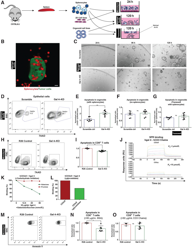 Figure 6. Ex vivo models of PDAC reveal immunosuppressive effects of galectin 4 through CD3δ. A, Schematic depicting two ex vivo model systems using splenocytes isolated from immunocompetent C57BL6/J mice added to KPC-derived 2D cells (Monolayer model) or tumor organoids/tumor spheroids (Matrigel dome and Transwell models). Splenocytes were isolated from aged-matched C57BL6/J mice. B, Representative confocal microscope image of a KPC cell–derived spheroid (GPF, green) surrounded by T cells (cell tracker deep red stain, red) after 48 hours of incubation; scale bar, 10 μm. C, Representative brightfield images of Gal 4–KD and scramble-hairpin control organoids at 24, 96, and 120 hours in cocultures with immune cells (scale bar, 100 μm). The experiment was repeated 3 times. D, Representative contour plot showing gating strategy for 7AAD+ epithelial cells from dissociated Matrigel domes in scramble-hairpin controls and Gal 4–KD cell lines in the tumor organoid ex vivo model. Quantifications from this experiment are presented in E–G. E–G, Scatter plot with bar graph showing flow cytometry quantification of apoptosis in (E) organoid cells from dissociated Matrigel domes with added splenocytes, (F) without splenocytes (organoids only), (G) organoids with splenocytes in Transwell at 120 hours timepoint. Scramble-hairpin controls (n = 6) and Gal 4–KD (n = 7); ns., not significant. H, Representative contour plots showing gating strategy for 7AAD+CD8+ T cells from the monolayer model using R26 control and Gal 4-KO cell lines. Quantifications from this experiment are presented in I. I, Scatter plot with bar graph showing flow cytometry quantification of 7AAD+CD8+ T cells added to R26 control (n = 4) and Gal 4-KO (n = 8) in the monolayer model (R26 normalized to 1) at 24 hours in culture. Significance (**, P = 0.004) calculated using the Mann–Whitney test. J, SPR binding graph showing binding between human recombinant gal 4 (hgal 4) and human recombinant CD3ε/δ and CD3ε/γ heterodimer chains. The experiment was repeated 3 times. K, Line graph of SPR data for carbohydrate inhibition of binding between human recombinant gal 4 and human recombinant CD3ε/δ heterodimer treated with either galactose or fructose. The experiment was repeated once for fructose and twice for galactose. L, Bar graph of SPR data for binding between human recombinant gal 4 and human recombinant CD3ε/δ heterodimer following treatment with a glycosidase targeting N-linked glycosylations. The experiment was repeated 2 times. M, Representative contour plot showing gating strategy for AnnexinV+CD8+ T cells from monolayer model used in the gal 4-blocking assay. Quantifications from this experiment are presented in N–O. N, Scatter plot with bar graph showing flow cytometry quantification of AnnexinV+CD8+ T cells added to R26 control (n = 4) and Gal 4-KO (n = 6) supplemented with BSA in the monolayer model (R26 normalized to 1). Significance (P = 0.019) calculated using the Mann–Whitney test. O, Scatter plot with bar graph showing flow cytometry quantification of AnnexinV+ CD8+ T cells added to R26 control (n = 3) and Gal 4-KO (n = 7) supplemented with 60 μg/mL soluble CD3 chains in the 2D cell-based ex vivo model (R26 normalized to 1). Non-significant, ns.; *, P = 0.5167 calculated using the Mann–Whitney test.