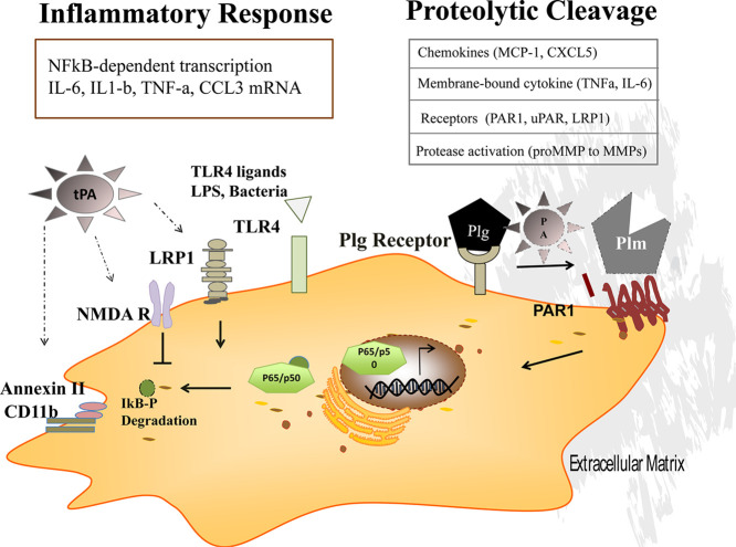 Unlabelled Image