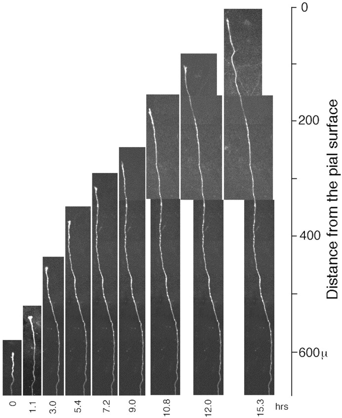 Fig. 7.