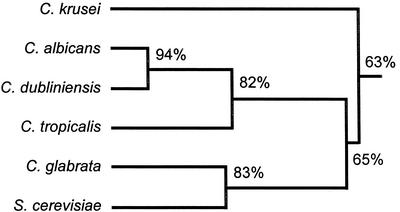 FIG. 1.