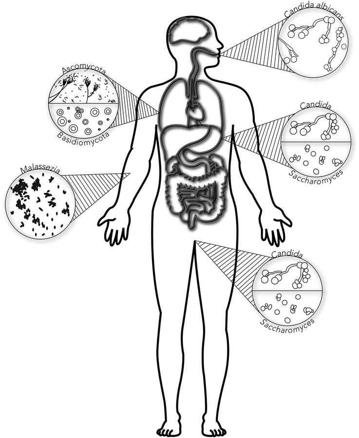 Fig. 2.