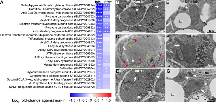 Fig 6