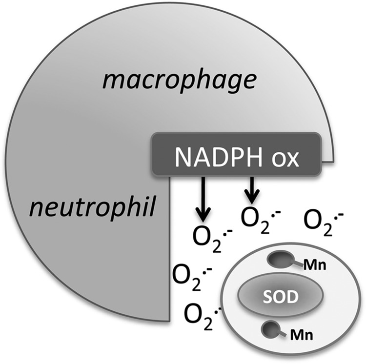 FIG. 4.