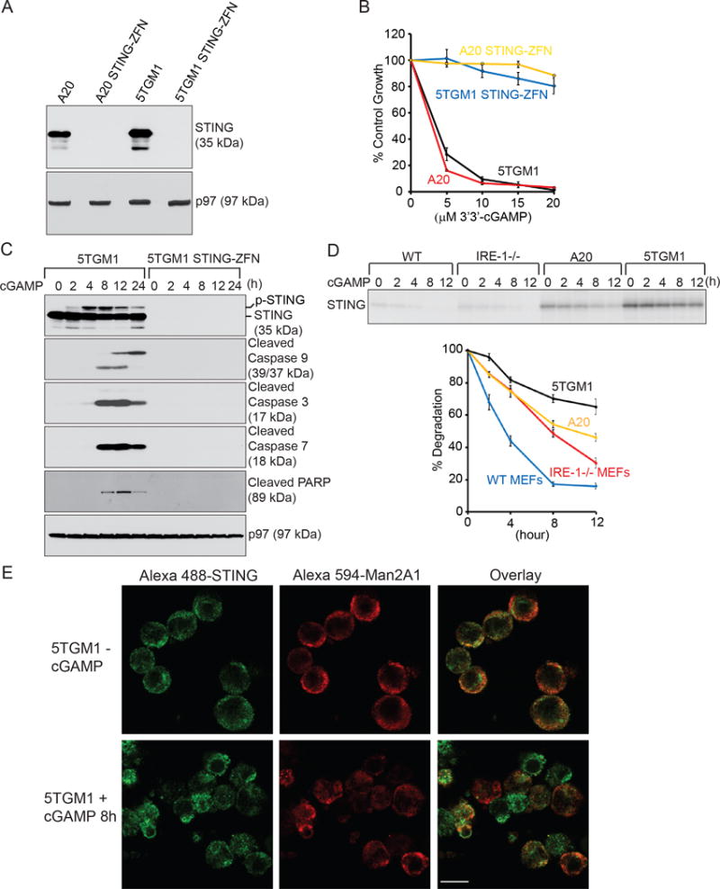 Agonist-mediated activation of STING induces apoptosis in malignant B ...