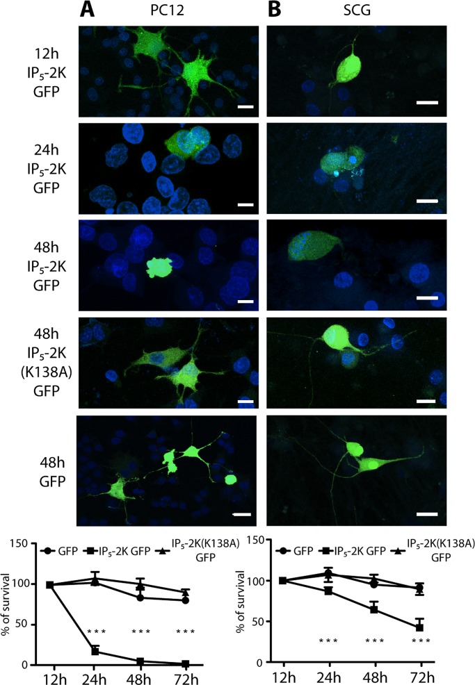 FIGURE 4: