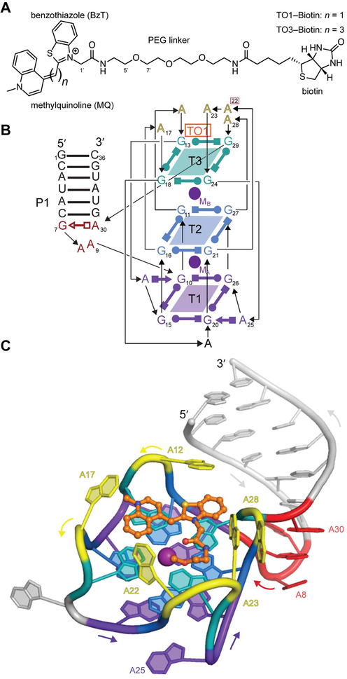 Figure 1 ∣