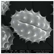 graphic file with name molecules-25-05817-i004.jpg