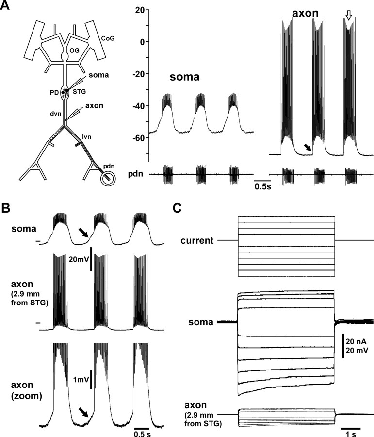 Figure 1.