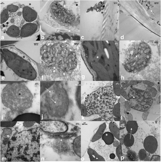 Fig. 8