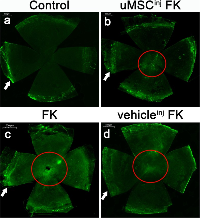 Fig. 6