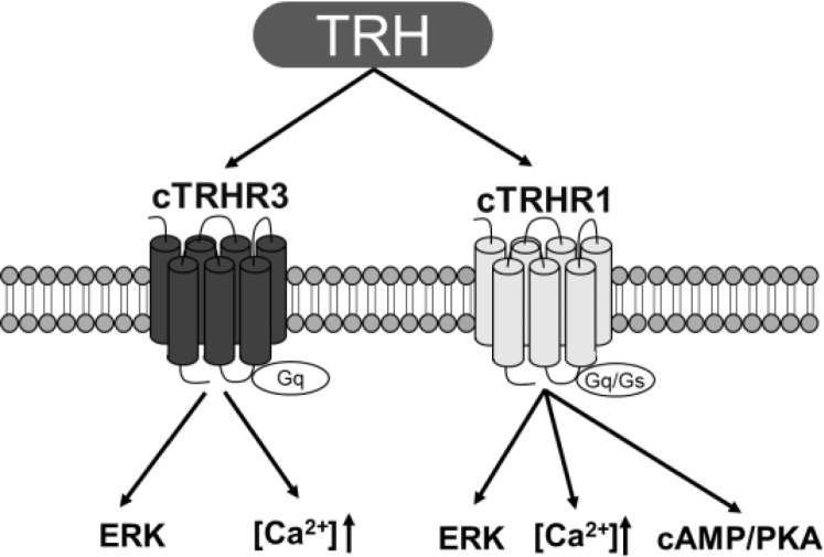 Figure 6