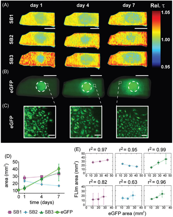 FIGURE 4