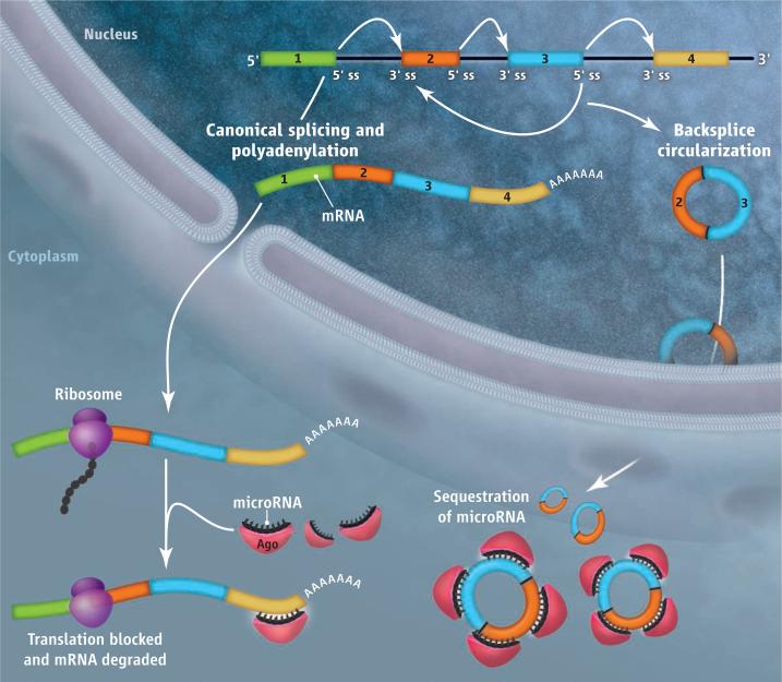 Circular RNAs sequester microRNAs