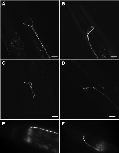 Fig. 4