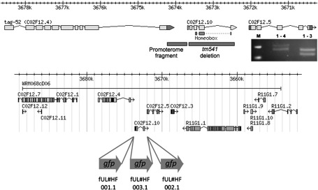 Fig. 1