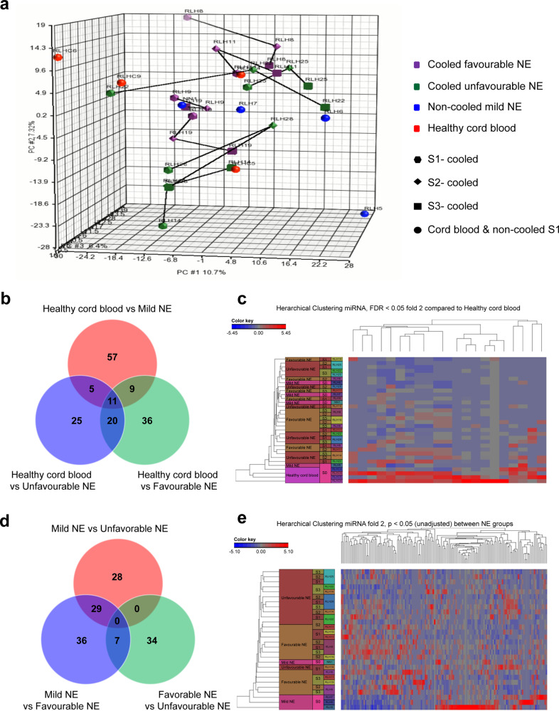 Neuronal let-7b-5p acts through the Hippo-YAP pathway in neonatal ...