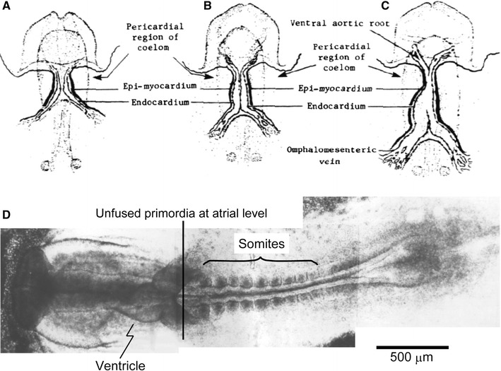 Fig. 1