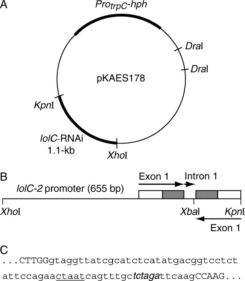 Figure 1.—