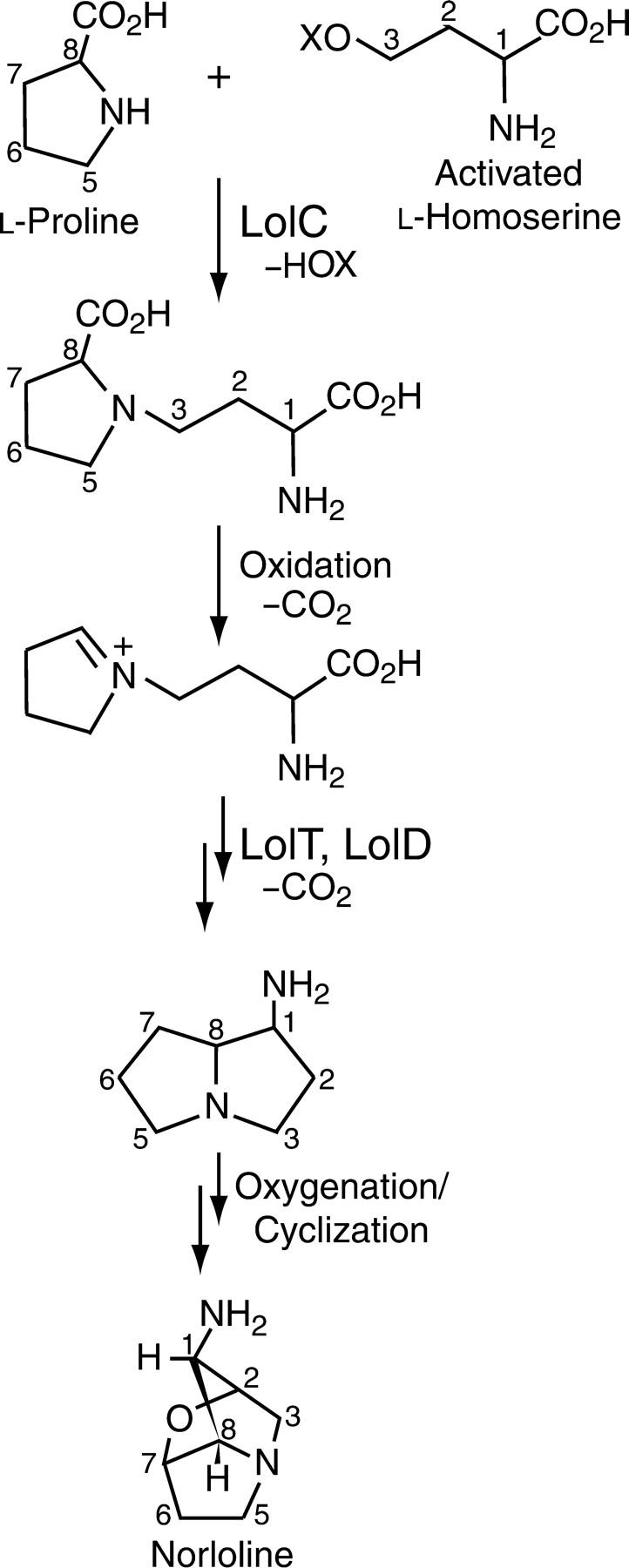 Figure 6.—