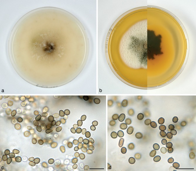 Fig. 14