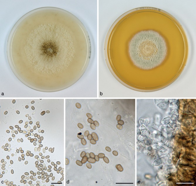 Fig. 11