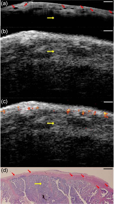 Fig. 8