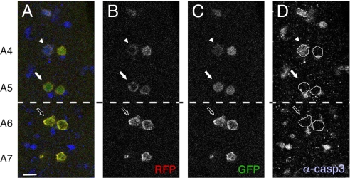 Fig. 2.