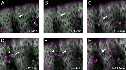 Fig. 3.