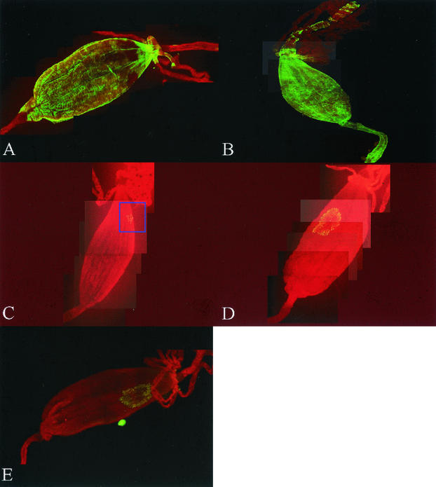 FIG. 5.