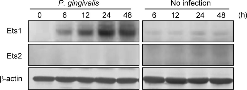 Fig 5