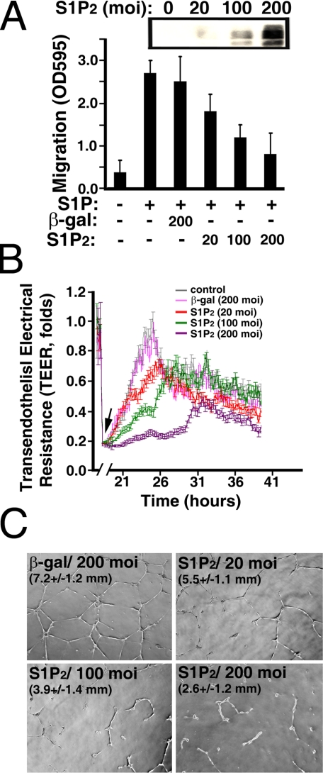 FIGURE 10.