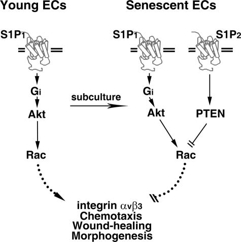 FIGURE 11.