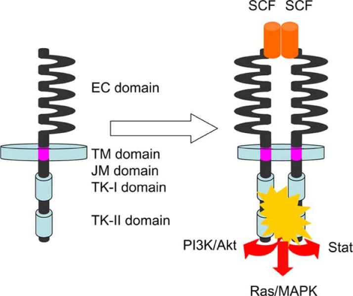 Fig. (1)