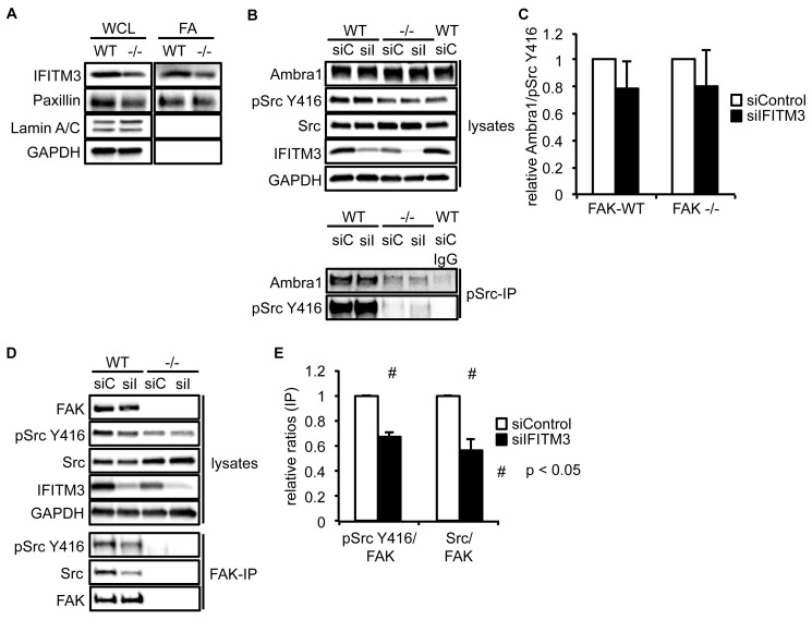 Figure 3—figure supplement 1.