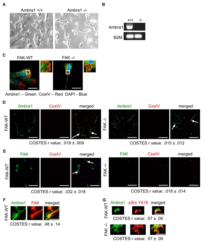 Figure 1—figure supplement 1.