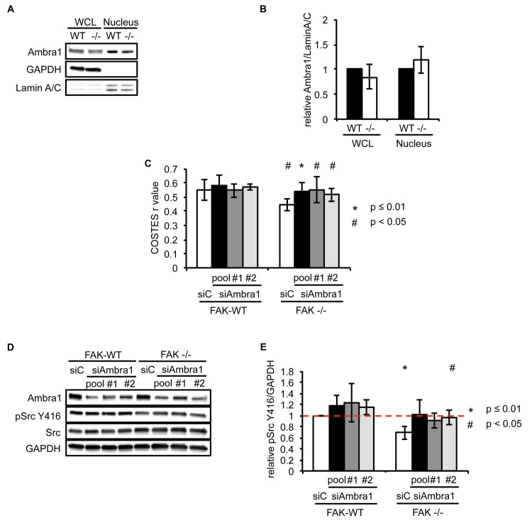 Figure 2—figure supplement 1.