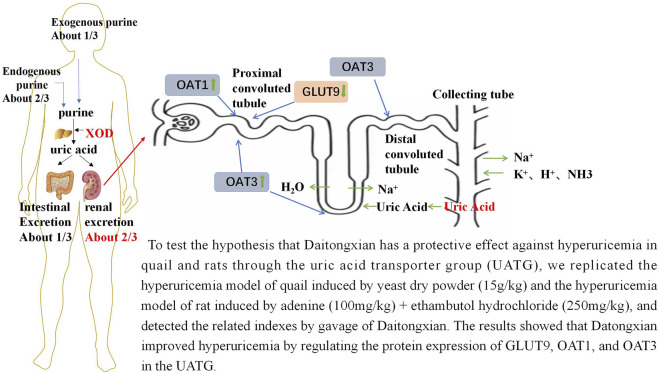 graphic file with name FPHAR_fphar-2024-1300131_wc_abs.jpg