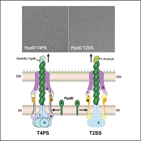 graphic file with name nihms-1002273-f0001.jpg