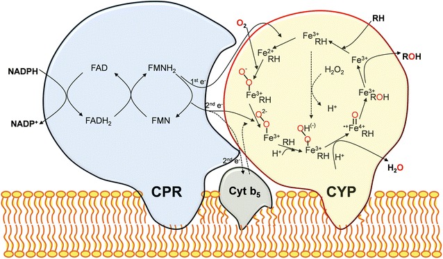 Fig. 1