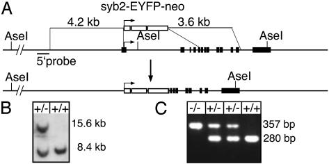 An essential role for vesicular glutamate transporter 1 (VGLUT1) in ...