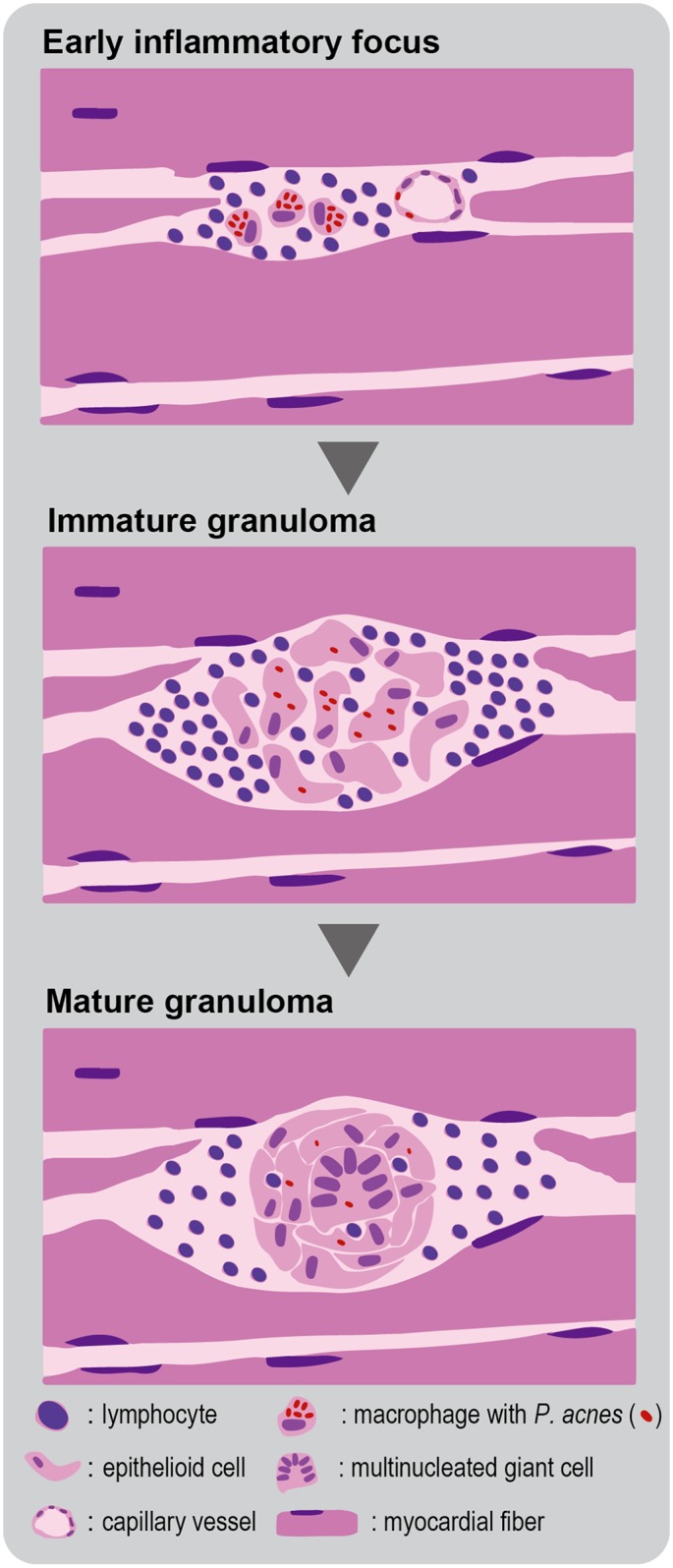 Fig 4