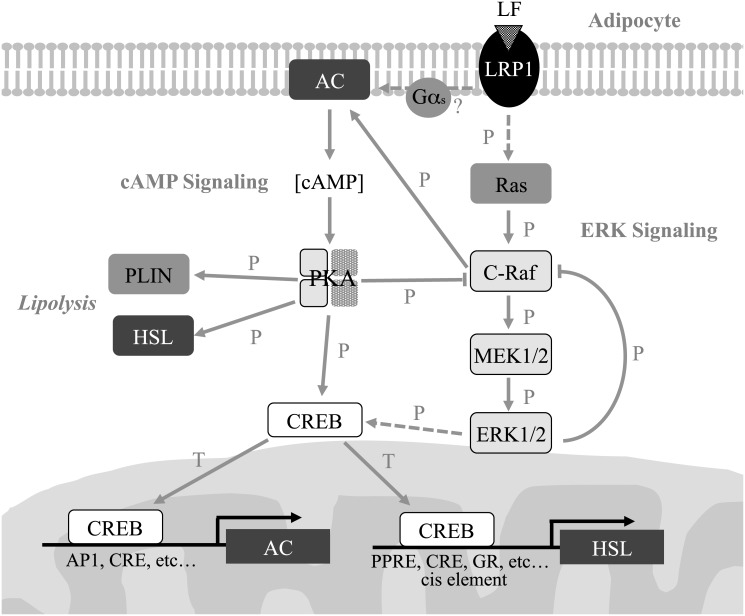 Fig 8